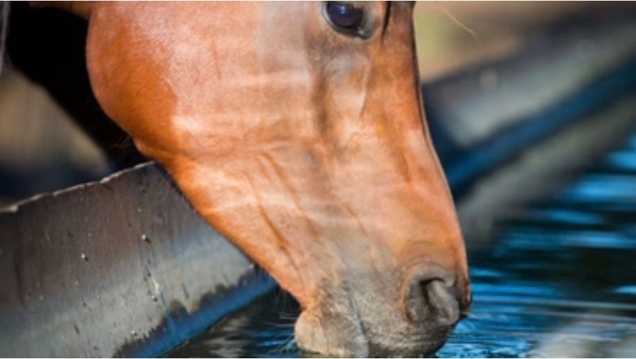 Water! How Much Should Your Horse Drink?