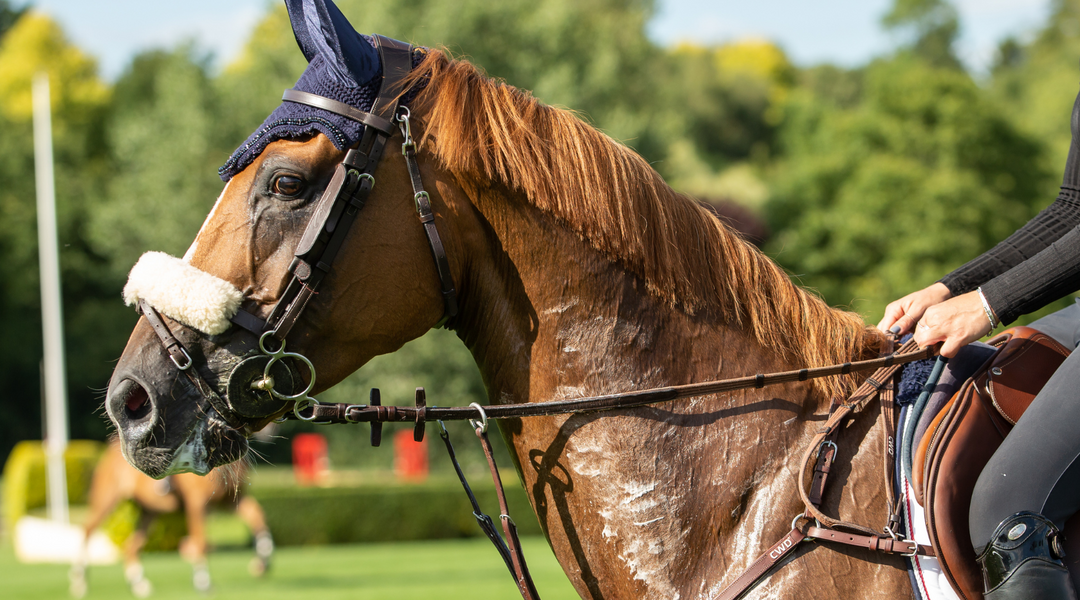 Electrolytes – Everything you need to know!