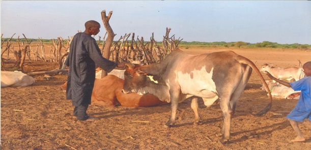 Une nouvelle méthodologie de la Fao permettra aux agriculteurs de réduire les émissions de gaz à effet de serre.