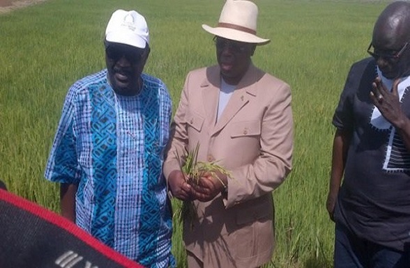 Macky Sall, en compagnie du ministre de l'Agriculture et du l'Equipement rural , visitant un champ de riz.