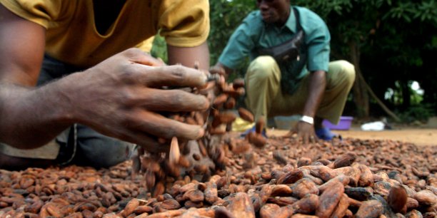 Côte d’Ivoire : l’agro-business, un secteur privilégié des établissements de microfinance