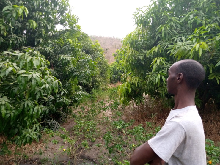 dégradation des terres arables sénégalaises : la piste de l’agroforesterie