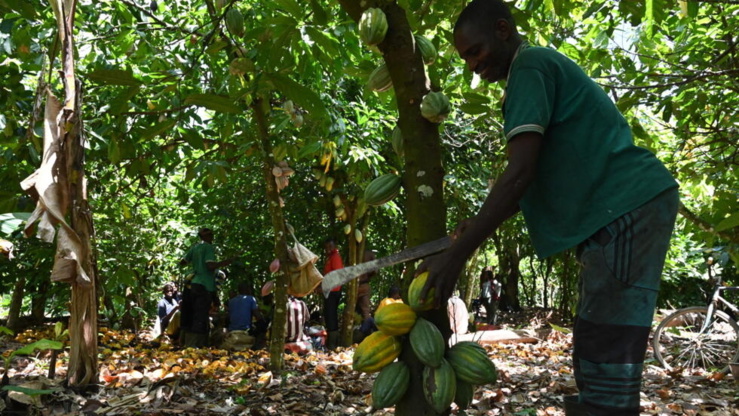 la récolte principale de cacao de la côte d'ivoire devrait commencer tôt, selon les agriculteurs