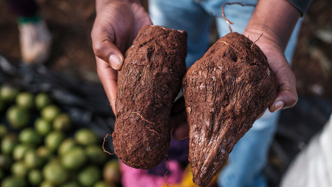 repenser l’agriculture en afrique pour éradiquer le travail des enfants : savourer le patrimoine grâce aux aliments oubliés