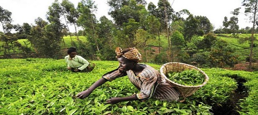 L'agriculture africaine peut nourir l'Afrique.