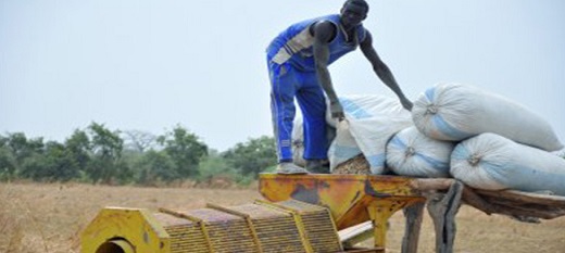 Le prix du kilogramme de l'arachide fixé à 200 francs Cfa au Sénégal.