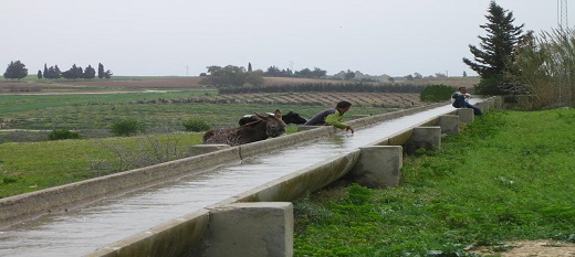 Trajectoires innovantes des jeunes ruraux dans l'agriculture irriguée au Maghreb