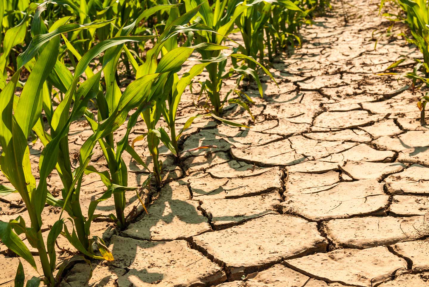 les changements dans la production agricole et alimentaire peuvent réduire d’un tiers les émissions de gaz à effet de serre