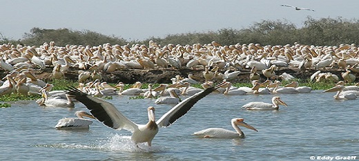 Le parc de Djoudj au Sénégal.