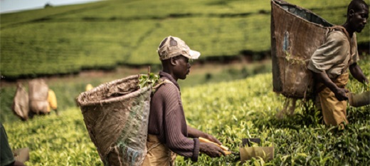 L’agriculture, une activité économique : considérer l’agriculture comme une possibilité d’investissement