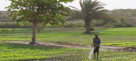 Un financement de 20 millions de dollars pour 150.000 petits producteurs sénégalais