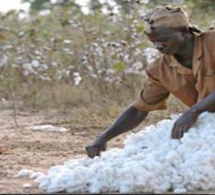 Mali: le gouvernement relance avec succès la production de coton