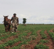 Foncier au Sénégal : concilier la sécurisation des droits et la promotion de l'investissement