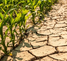 les changements dans la production agricole et alimentaire peuvent réduire d’un tiers les émissions de gaz à effet de serre