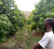 dégradation des terres arables sénégalaises : la piste de l’agroforesterie
