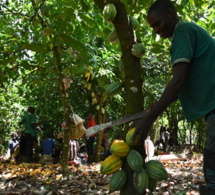la récolte principale de cacao de la côte d'ivoire devrait commencer tôt, selon les agriculteurs