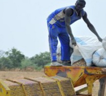 Sénégal : le gouvernement fixe le prix de l’arachide à 200 F CFA