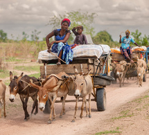 sénégal : un point de ravitaillement bienvenu sur l’itinéraire des éleveurs pastoraux