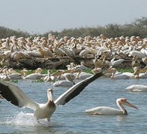 Les merveilles de l'écotourisme sénégalais