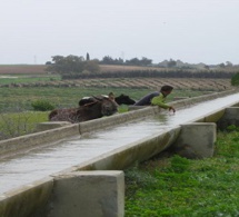 Trajectoires innovantes des jeunes ruraux dans l'agriculture irriguée au Maghreb