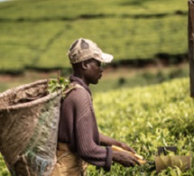 L’agriculture, une activité économique : considérer l’agriculture comme une possibilité d’investissement