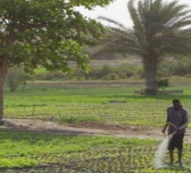 Un financement de 20 millions de dollars pour 150.000 petits producteurs sénégalais